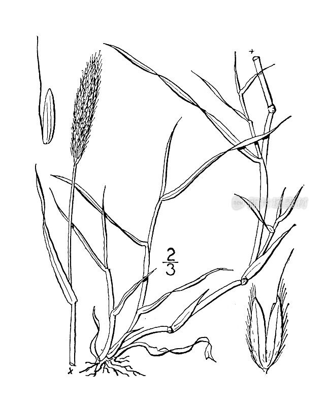 古植物学植物插图:Alopecurus geniculatus, Marsh Foxtail